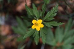 Anemone ranunculo�des, 4 mai 2003, Bious Artigues (64)