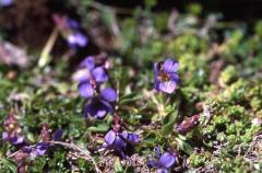 Viola pyrena�ca, 10 mai 2003, Lacs d'Ayous