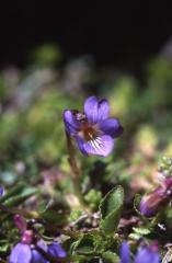 Viola pyrena�ca, 10 mai 2003, Lacs d'Ayous
