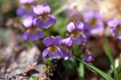 Viola pyrena�ca, 18 mai 2003, Lacs d'Ayous