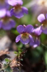 Viola pyrena�ca, 18 mai 2003, Lacs d'Ayous