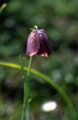 Fritillaria pyrena�ca, 18 mai 2003, Lacs d'Ayous (64)