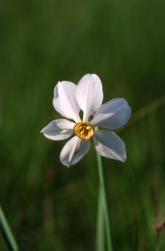 Narcissus poeticus, 28 mai 2003, Causse M�jean (48)