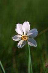 Narcissus poeticus, 28 mai 2003, Causse M�jean (48)