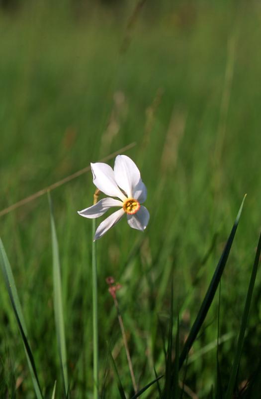 Narcissus poeticus, 28 mai 2003, Causse M�jean (48)