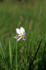 Narcissus poeticus, 28 mai 2003, Causse M�jean (48)