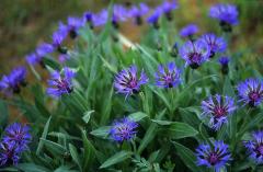 Centaurea montana, 28 mai 2003, Causse M�jean (48)