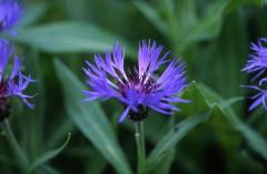 Centaurea montana, 28 mai 2003, Causse M�jean (48)