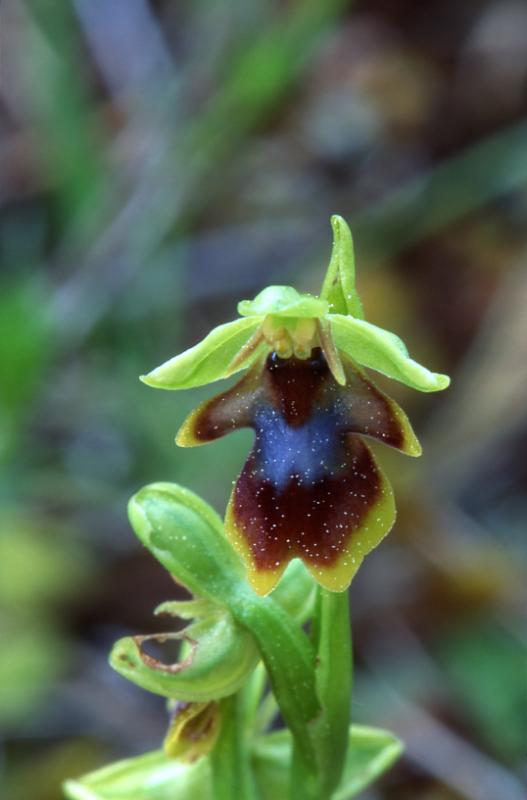Ophrys aymoninii, 29 mai 2003, Causse M�jean (48)