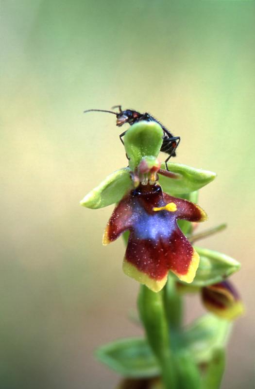 Ophrys aymoninii, 29 mai 2003, Causse M�jean (48)