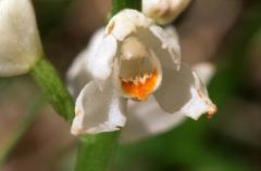 Cephalantera longifolia, 29 mai 2003, Causse M�jean (48)