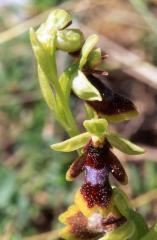 Ophrys aymoninii, 29 mai 2003, Causse M�jean (48)