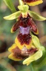 Ophrys aymoninii, 29 mai 2003, Causse M�jean (48)