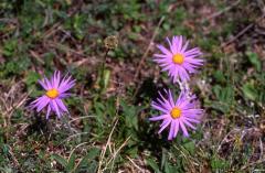 Aster alpinus, 29 mai 2003, Causse M�jean (48)