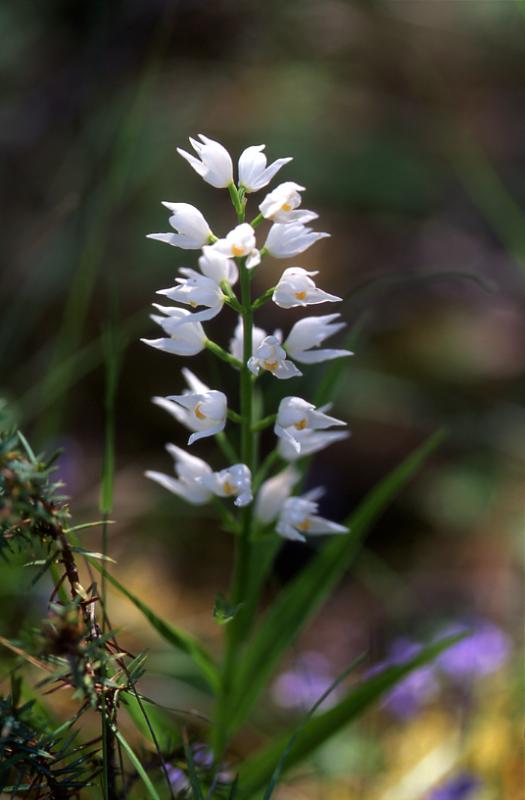 Cephalantera longifolia, 29 mai 2003, Causse M�jean (48)