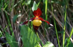 Cypripedium calceolus, 29 mai 2003, Causse M�jean (48)