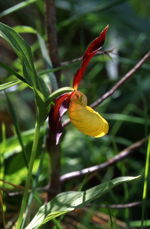 Cypripedium calceolus, 29 mai 2003, Causse M�jean (48)