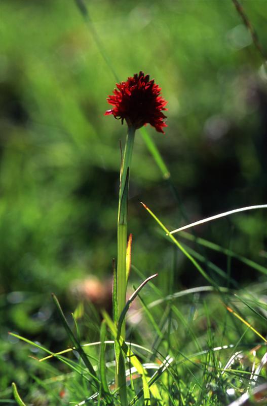Nigritella austriaca, 7 juin 2003, Vall�e d'Aspe (64)