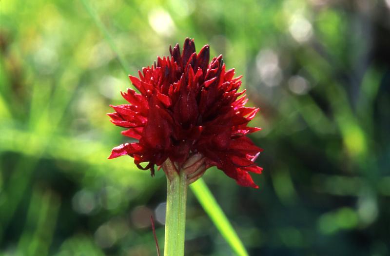 Nigritella austriaca, 7 juin 2003, Vall�e d'Aspe (64)