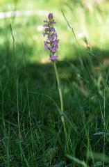 Gymnadenia conopsea, 7 juin 2003, Vall�e d'Aspe (64)
