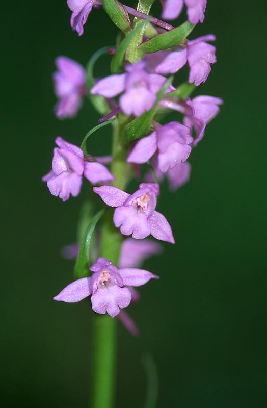 Gymnadenia conopsea, 7 juin 2003, Vall�e d'Aspe (64)