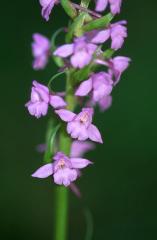 Gymnadenia conopsea, 7 juin 2003, Vall�e d'Aspe (64)