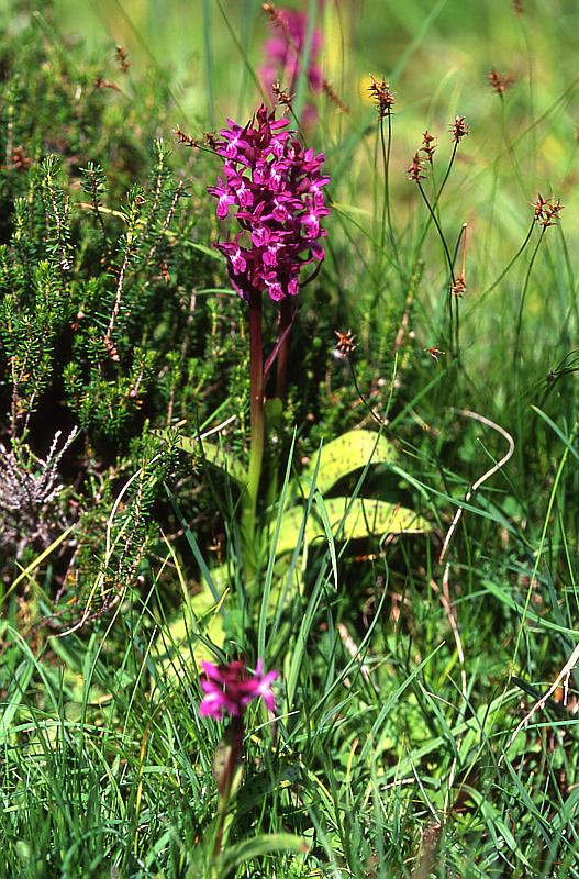 Dactylorhiza alpestris, 7 juin 2003, Vall�e d'Aspe (64)
