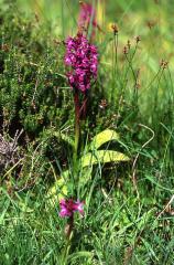 Dactylorhiza alpestris, 7 juin 2003, Vall�e d'Aspe (64)