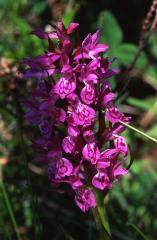 Dactylorhiza alpestris, 7 juin 2003, Vall�e d'Aspe (64)