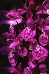 Dactylorhiza alpestris, 7 juin 2003, Vall�e d'Aspe (64)