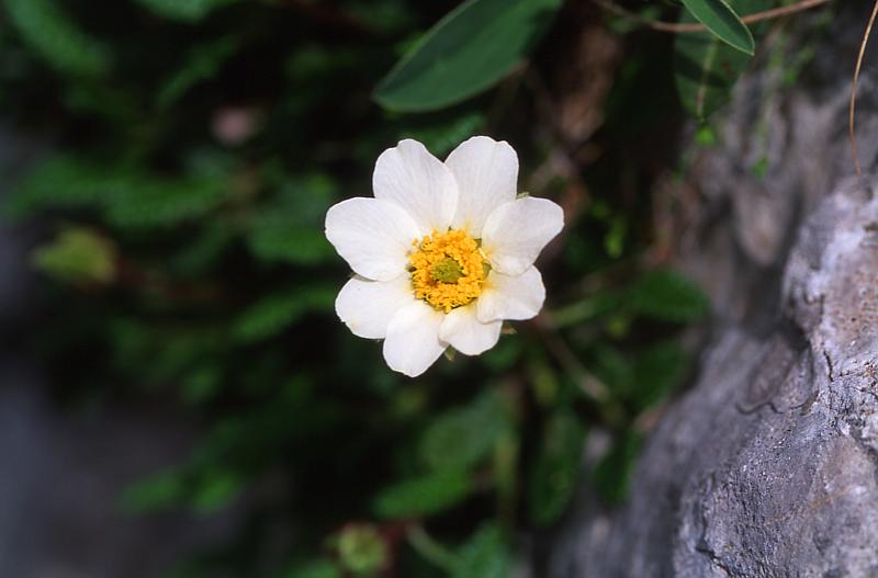Dryas octopetala, 14 juin 2003, Ansab�re (64)