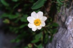 Dryas octopetala, 14 juin 2003, Ansab�re (64)