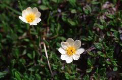 Dryas octopetala, 14 juin 2003, Ansab�re (64)