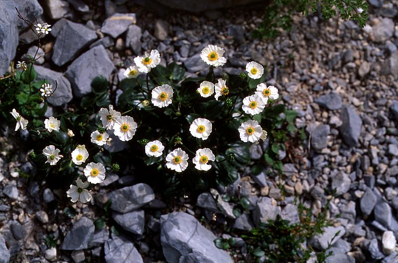 Ranunculus parnassifolius, 14 juin 2003, Ansab�re (64)