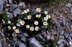 Ranunculus parnassifolius, 14 juin 2003, Ansab�re (64)