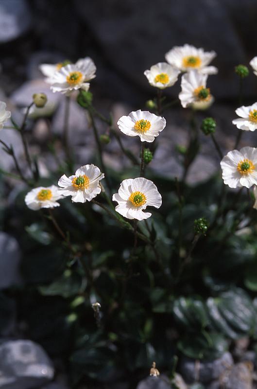 Ranunculus parnassifolius, 14 juin 2003, Ansab�re (64)