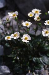 Ranunculus parnassifolius, 14 juin 2003, Ansab�re (64)