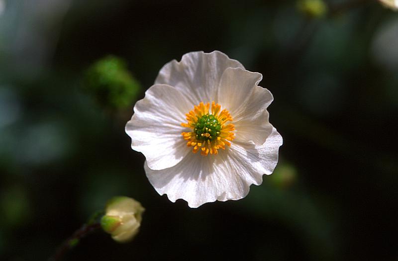 Ranunculus parnassifolius, 14 juin 2003, Ansab�re (64)