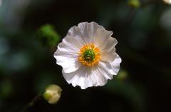 Ranunculus parnassifolius, 14 juin 2003, Ansab�re (64)