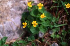 Viola biflora, 14 juin 2003, Ansab�re (64)
