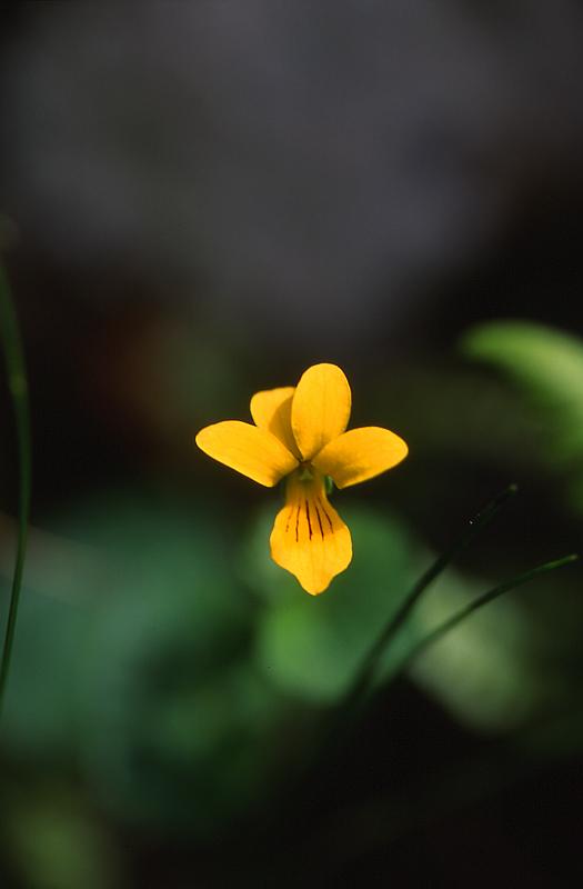 Viola biflora, 14 juin 2003, Ansab�re (64)
