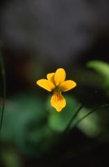 Viola biflora, 14 juin 2003, Ansab�re (64)