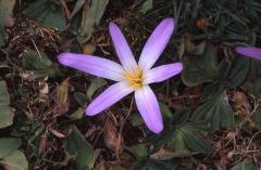 Merendera pyrena�ca, 12 juillet 2003, Lac d'Aestens (Aragon)