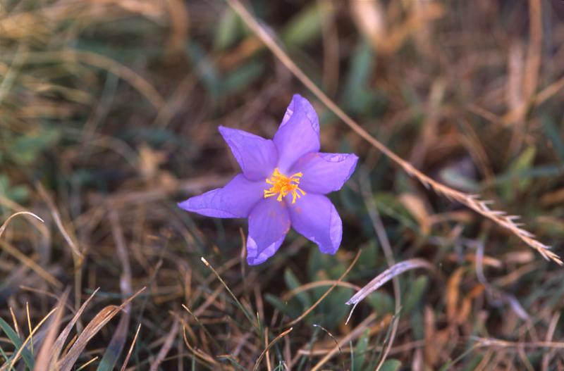 Crocus nudiflorus, 31 ao�t 2003, Pic du midi d'Ossau (64)