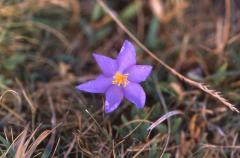 Crocus nudiflorus, 31 ao�t 2003, Pic du midi d'Ossau (64)