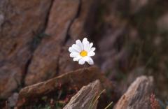 Leucanthemopsis alpina, 31 ao�t 2003, Pic du Midi d'Ossau (64)