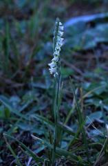 Spiranthes spiralis, 20 septembre 2003, Salies de B�arn (64)