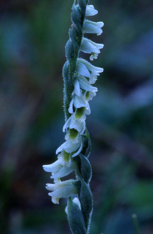 Spiranthes spiralis, 20 septembre 2003, Salies de B�arn (64)
