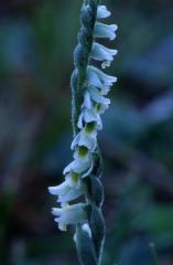 Spiranthes spiralis, 20 septembre 2003, Salies de B�arn (64)