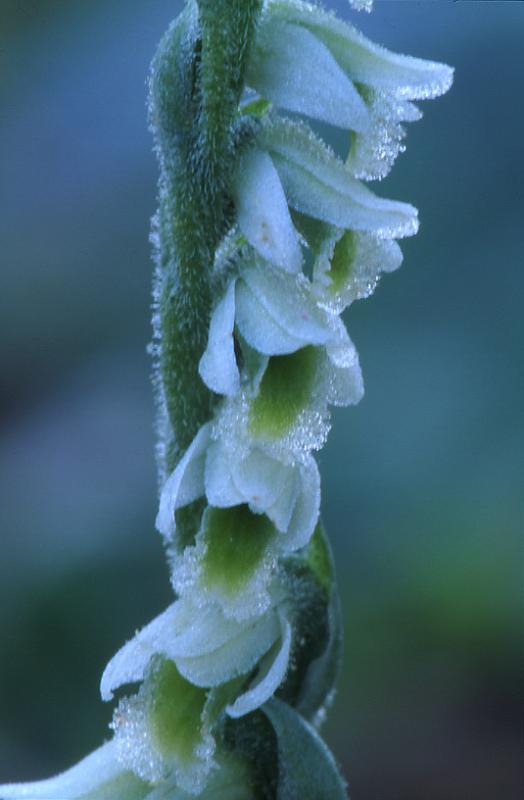 Spiranthes spiralis, 20 septembre 2003, Salies de B�arn (64)